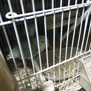 Papagali Agapornis foarte vioi! - imagine 4