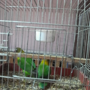 Papagali Agapornis foarte vioi! - imagine 3