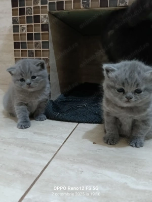 Puiuți British Short Hair - imagine 2