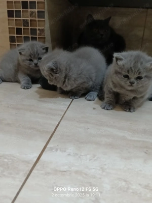 Puiuți British Short Hair - imagine 3