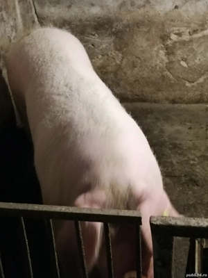 Porci de vânzare 