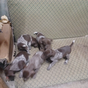 Vând Brac German - imagine 3 Vând Brac German - imagine 3