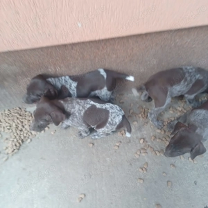 Vând Brac German - imagine 4 Vând Brac German - imagine 4