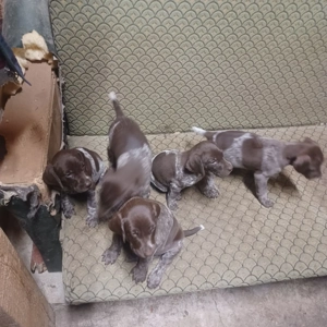 Vând Brac German - imagine 5 Vând Brac German - imagine 5