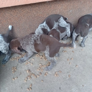 Vând Brac German - imagine 2 Vând Brac German - imagine 2