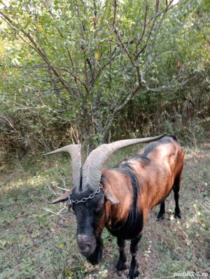 Alpin francez original - imagine 4 Alpin francez original - imagine 4