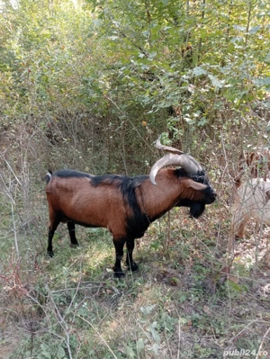 Alpin francez original - imagine 2 Alpin francez original - imagine 2