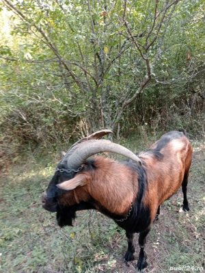 Alpin francez original - imagine 3 Alpin francez original - imagine 3