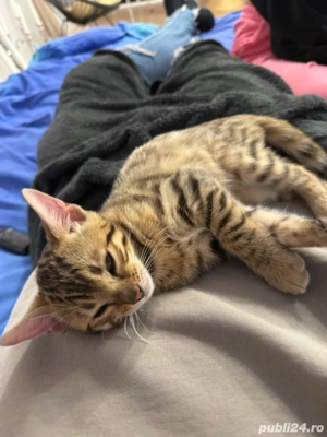 pui de pisica bengal - imagine 3