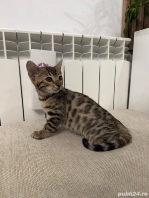 pui de pisica bengal - imagine 4