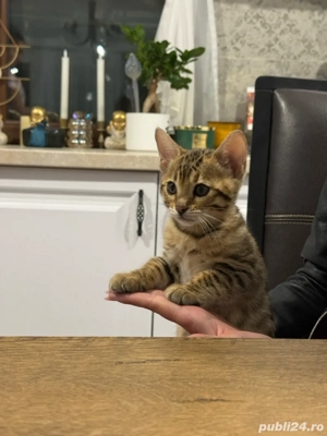 Pui de pisica bengal