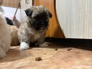 vand catei  - imagine 5