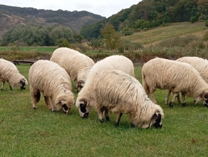 Vând oi la prima și a doua fătare!