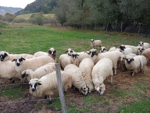 Vând oi la prima și a doua fătare! - imagine 3