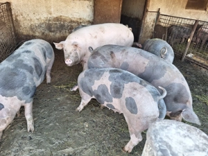 Porci de vânzare.  - imagine 4 Porci de vânzare.  - imagine 4