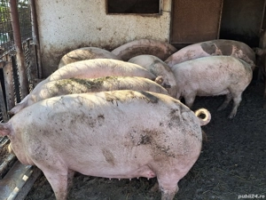 Porci de vânzare.  - imagine 2 Porci de vânzare.  - imagine 2