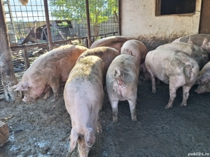 Porci de vânzare.  - imagine 3 Porci de vânzare.  - imagine 3