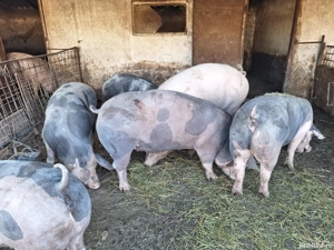 Porci de vânzare.  - imagine 5 Porci de vânzare.  - imagine 5