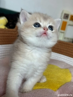 British Shorthair Mascul 