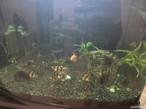 Acvariu curbat 60 litri - imagine 4 Acvariu curbat 60 litri - imagine 4