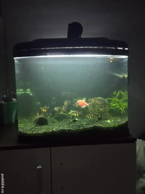 Acvariu curbat 60 litri - imagine 3 Acvariu curbat 60 litri - imagine 3