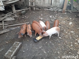 Vand purcei  - imagine 5