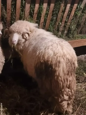 berbec Bal  - imagine 3 berbec Bal  - imagine 3