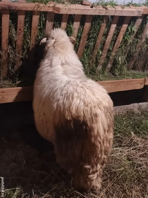 berbec Bal  - imagine 4 berbec Bal  - imagine 4