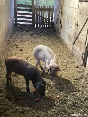purcei de vanzare  - imagine 3 purcei de vanzare  - imagine 3