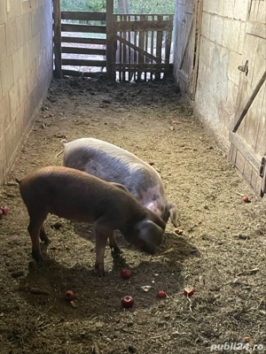 purcei de vanzare  - imagine 2 purcei de vanzare  - imagine 2
