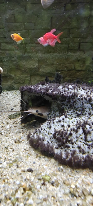 Pește spectaculos   Somn asiatic pătat, 22 cm, rar în acvarii! - imagine 5