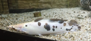 Pește spectaculos   Somn asiatic pătat, 22 cm, rar în acvarii!