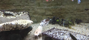 Pește spectaculos   Somn asiatic pătat, 22 cm, rar în acvarii! - imagine 4