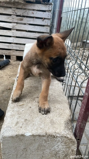 Catei belgieni malinois - imagine 5 Catei belgieni malinois - imagine 5