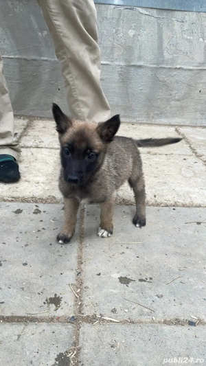 Catei belgieni malinois - imagine 4 Catei belgieni malinois - imagine 4