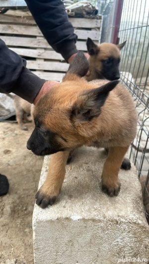 Catei belgieni malinois - imagine 3 Catei belgieni malinois - imagine 3