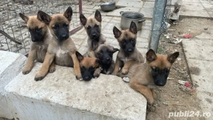 Catei belgieni malinois