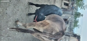 vacă cu vițel de vânzare 