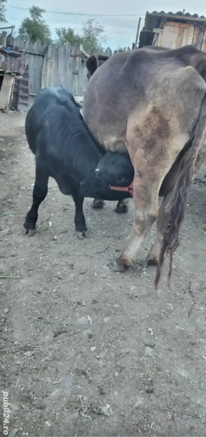 vacă cu vițel de vânzare  - imagine 2