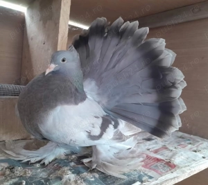 Porumbei voltati indieni calitate superioară - imagine 3