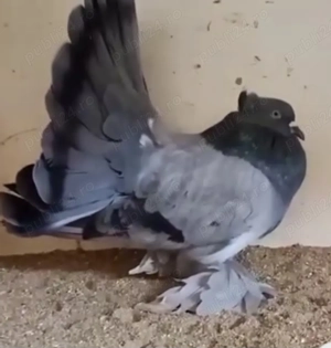 Porumbei voltati indieni calitate superioară - imagine 2