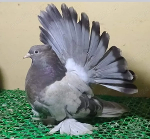 Porumbei voltati indieni calitate superioară - imagine 4