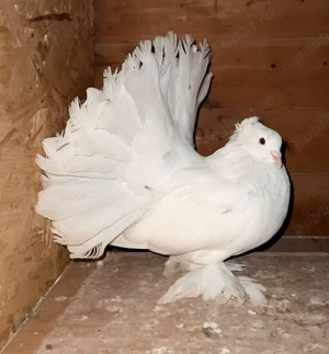 Porumbei voltati indieni calitate superioară - imagine 5