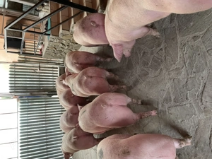 Porci de vânzare  - imagine 2 Porci de vânzare  - imagine 2