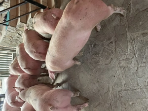 Porci de vânzare  - imagine 3 Porci de vânzare  - imagine 3