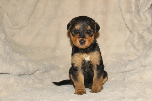 catei airedale terrier - imagine 2