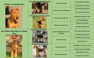 catei airedale terrier - imagine 5