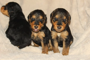 catei airedale terrier - imagine 4