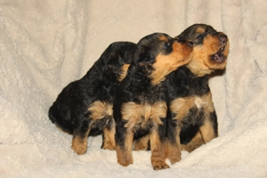 catei airedale terrier - imagine 3