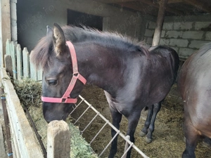 Vând mânz armăsar  - imagine 2 Vând mânz armăsar  - imagine 2